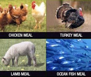 All natural & holistic ingredients