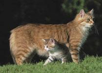 Cimiao - Made in Italy